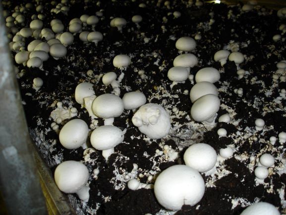 Wart-like growths on mushrooms
